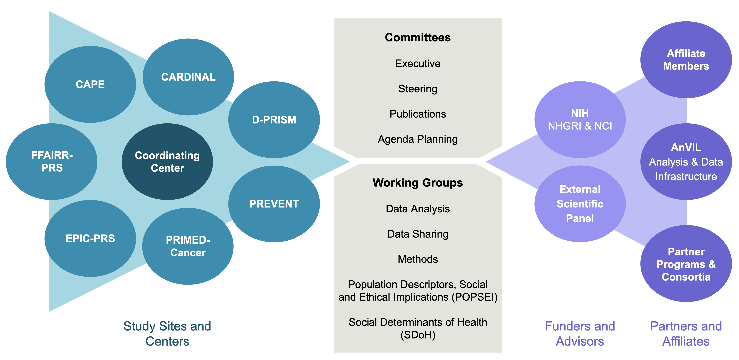 Diagram depicting the organization of the PRIMED Consortium, including Study Sites, Coordinating Center, NIH funders, Committees, Working Groups, external advisors, affiliates, and other partner programs/consortia.